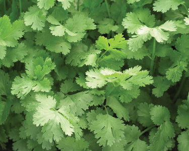 Cilantro or Coriander Seeds